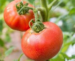 50 Ponderosa Red Tomato Seeds High Germination Non Gmo Fast Shipping - $8.99