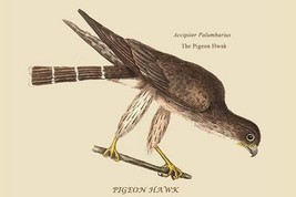 Pigeon Hawk by Mark Catesby #2 - Art Print - £17.42 GBP+
