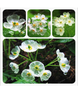 Skeleton Flowers 5 Pcs Diphylleia Grayi Exotic Plant Water Becomes Trans... - $7.45