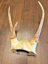 Small Deer Antlers on Partial Skull from Estate Sale Measures About 9 Inch Long - £32.42 GBP