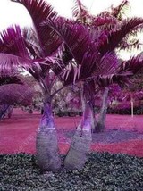 Japan Bottle Palm Tree - $4.68