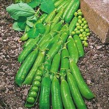 Pea Seed, Little Marvel, Heirloom, Non GMO, 200 Seeds, Perfect Peas - £4.69 GBP