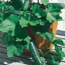 300 Spacemaster 80 Cucumber Fresh Seeds USA Seller - £12.49 GBP