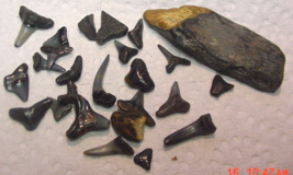 NOS 1 large &amp; 24 Fossilized 1/2 - 5/8&quot; assorted Shark Teeth from Florida - $167.50 MXN