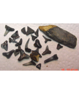 NOS 1 large &amp; 24 Fossilized 1/2 - 5/8&quot; assorted Shark Teeth from Florida - $167.50 MXN