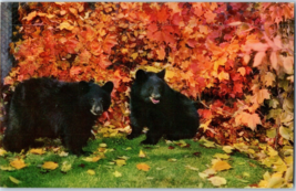 Black Bear Cubs Play in Autumn Foliage Postcard - £5.53 GBP