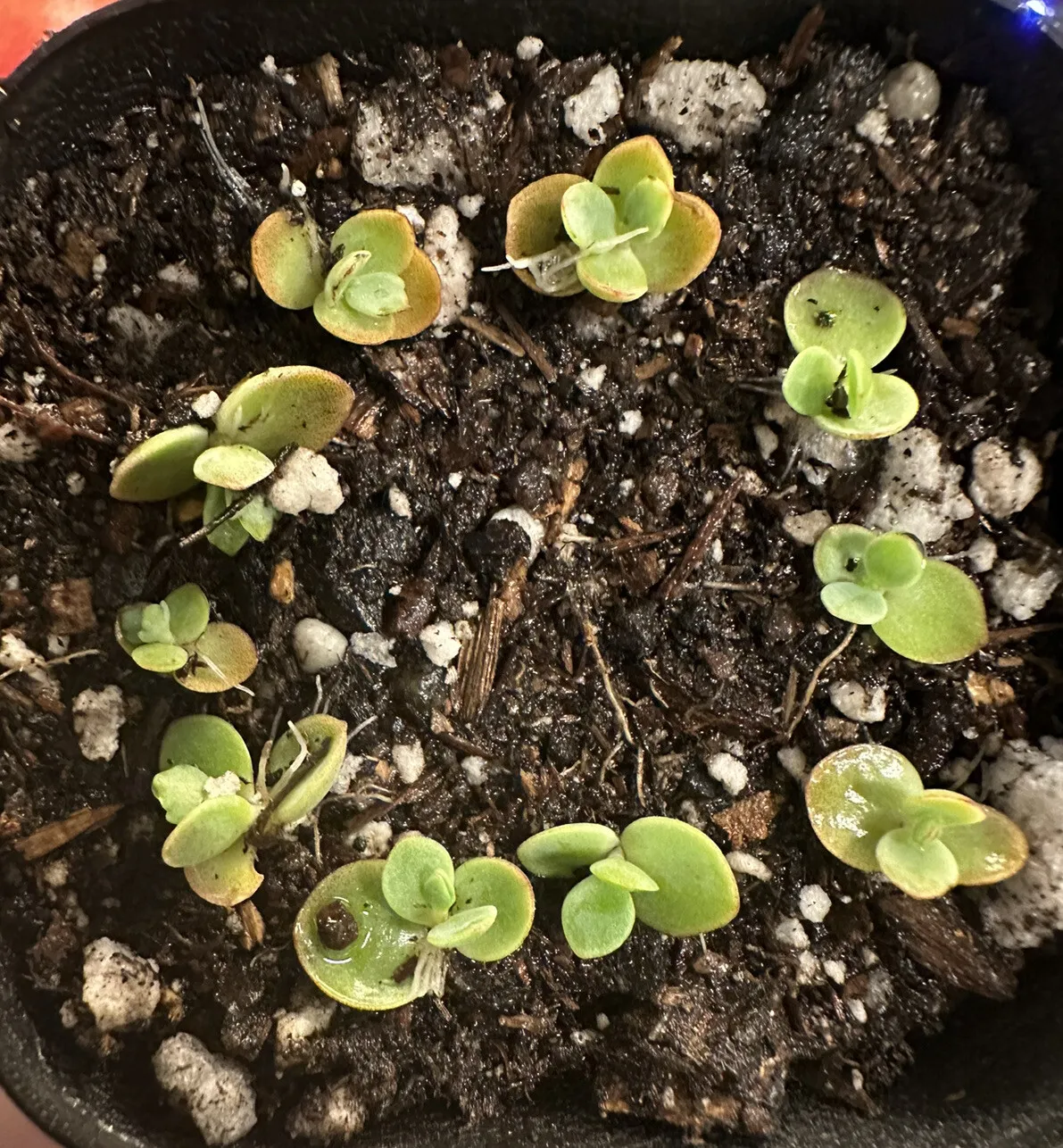 10 baby pups Mother of thousands millions Kalanchoe daigremontiana mexic... - $23.98