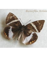 Banana Stem Borer Telchin Castnia Licus Rare Moth Framed Entomology Shad... - €62,62 EUR