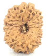 Super Collector Size 14 Mukhi Rudraksha - 24.04 mm - Java - IGL Certified - $271.95 CAD