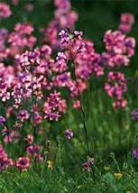 200 Seeds Catchfly Flower Quick Setup With Heirloom Seeds - $8.35