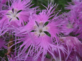 100 Pcs Bearded Pink Shades Dianthus Flower Seeds #MNHG - £11.55 GBP