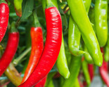 Large Red Thick Cayenne Pepper Seeds Usa Hot Chili Chile Vegetable Seed  - £4.66 GBP