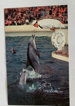 Marineland of the Pacific Palos Verdes, California Dolphin Chrome Postca... - $25.15