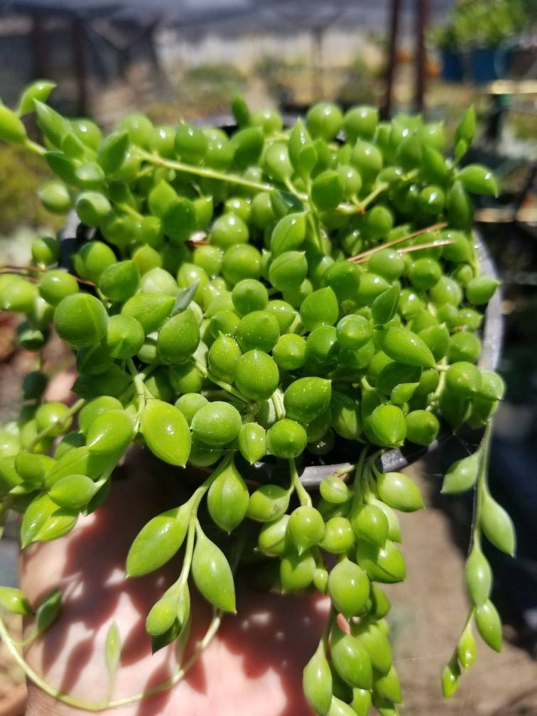 Senecio herreianus Strings of Tears or Raindrops (4" Pot) - $10.99