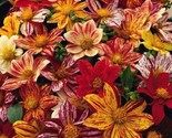 Sale 50 Seeds Early Bird Dahlia Mixed Colors Flower USA - £7.89 GBP