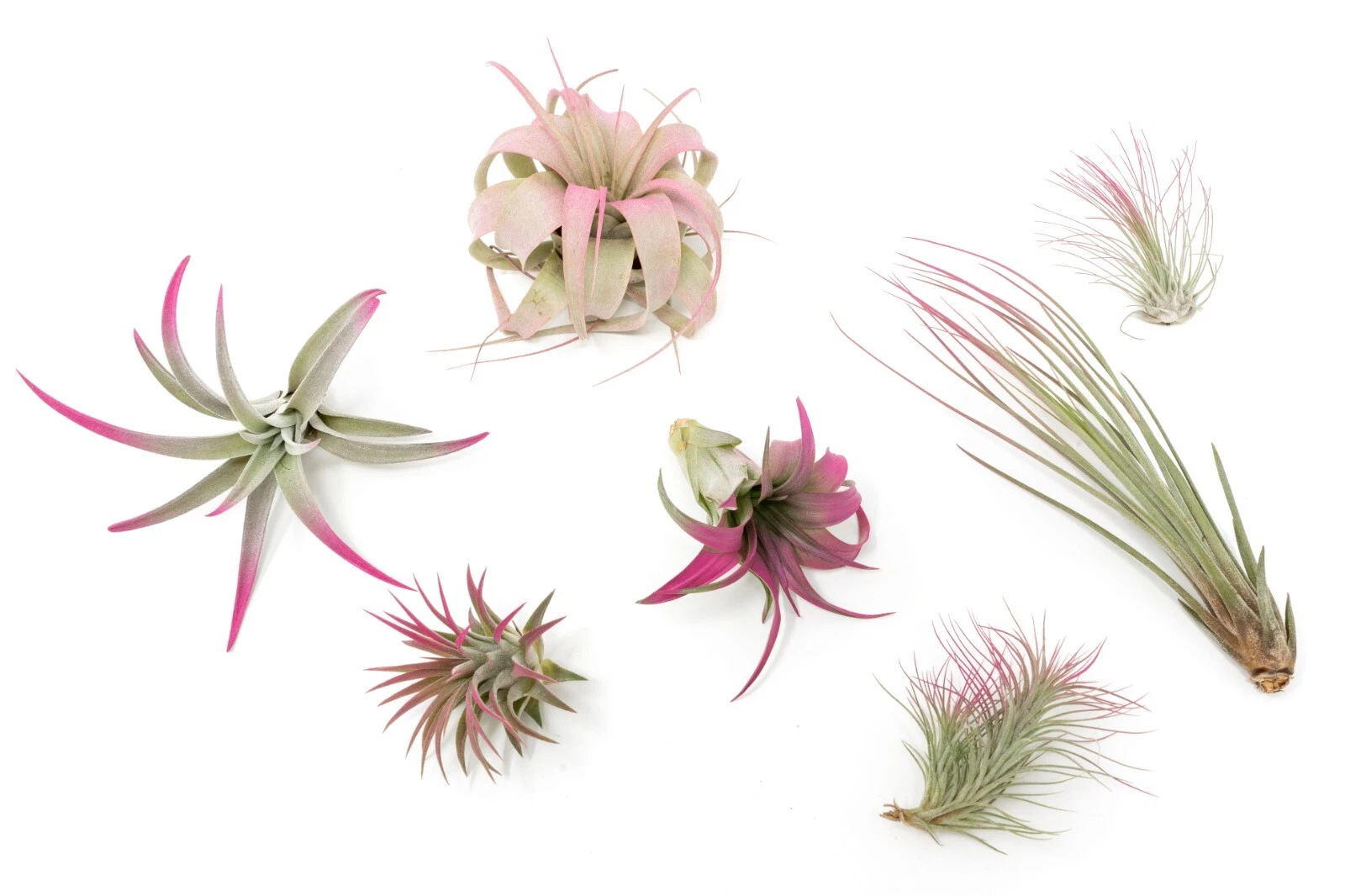 Raspberry Tillandsia Air Plants - Color Enhanced Easy Care Indoor/Outdoo... - $23.19