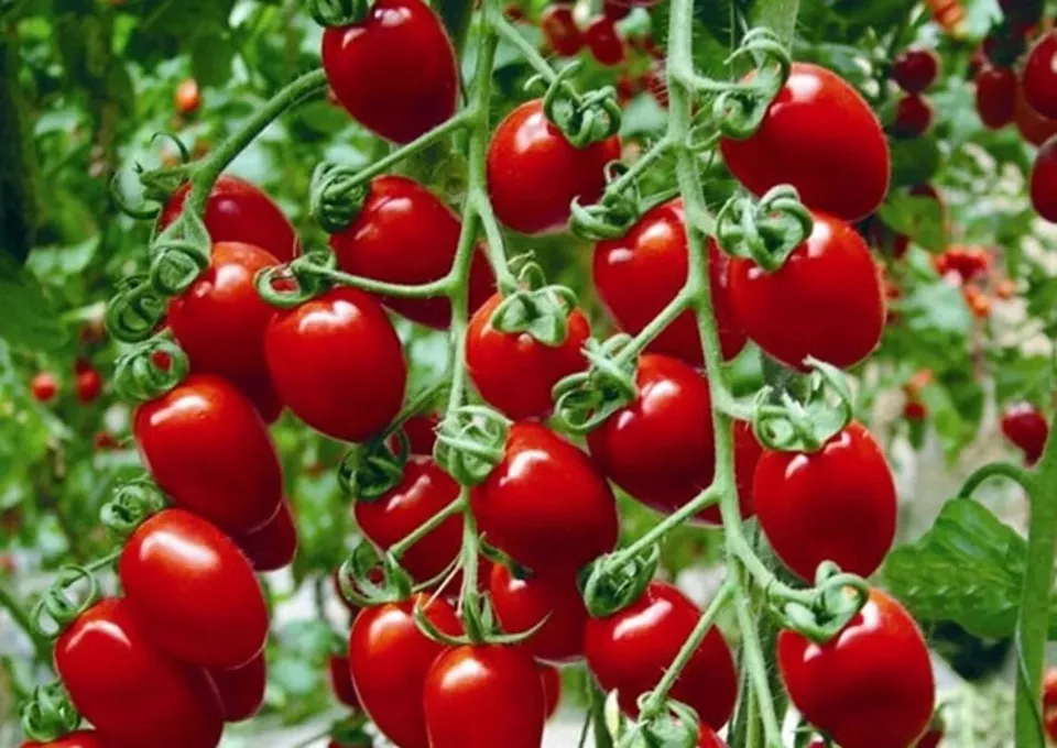 Semilir 15 Super Sweet 100 Cherry Tomato Seeds NonGmo Heirlo Vegetable S... - $9.56