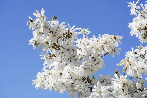 Top Seller 5 Star Magnolia Stellata Tree Seeds Fragrant White To Pink Bi... - $17.60