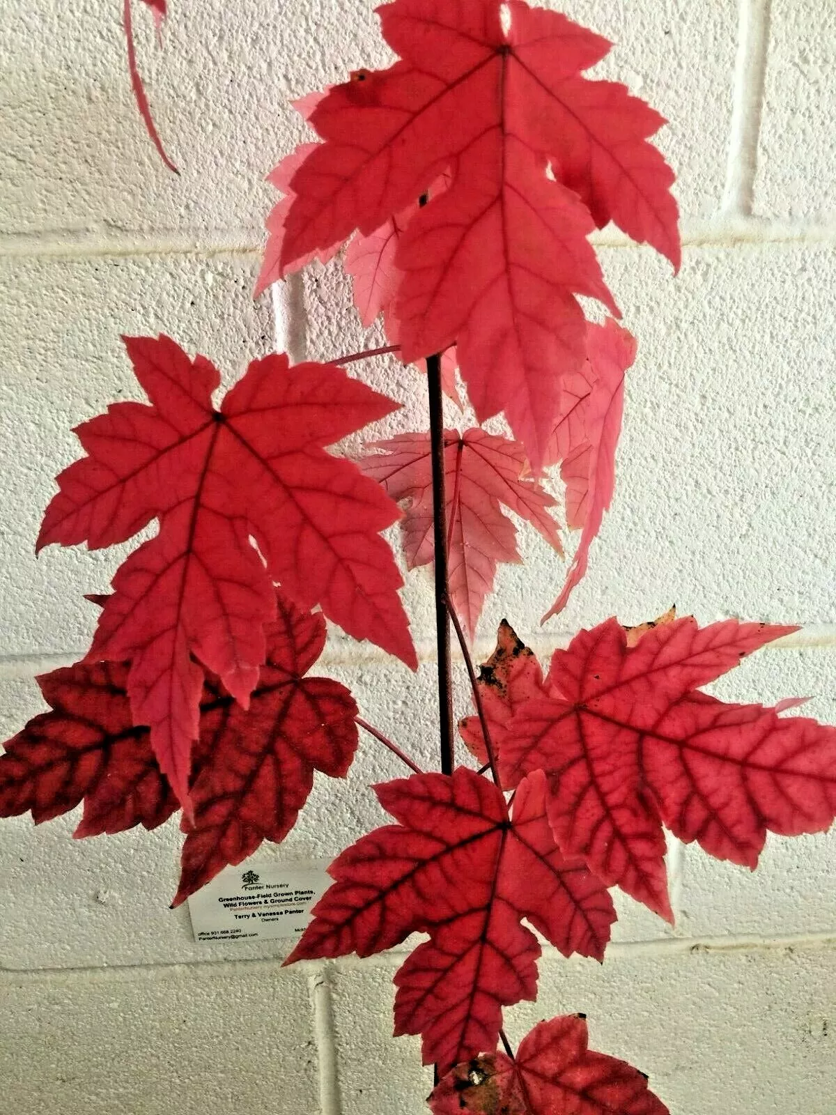 Autumn Blaze Maple - Fast-Growing, Brilliant Fall Color in a Quart Pot Item image 2