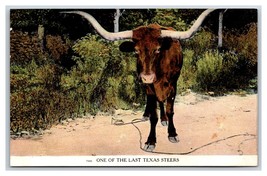 One of the Last Texas Longhorn Steers TX UNP Unused DB Postcard M17 - £2.33 GBP
