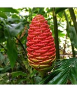 SRN 10 Shampoo Ginger Seeds Pinecone Ginger Seeds Zingiber Zerumbet Garden - $401.05 MXN