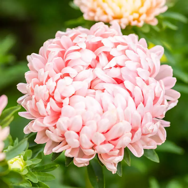 LWS Peony / Paeony Duchess Apricot Aster Garden Planting 50 Seeds Fast Shipping - $9.50