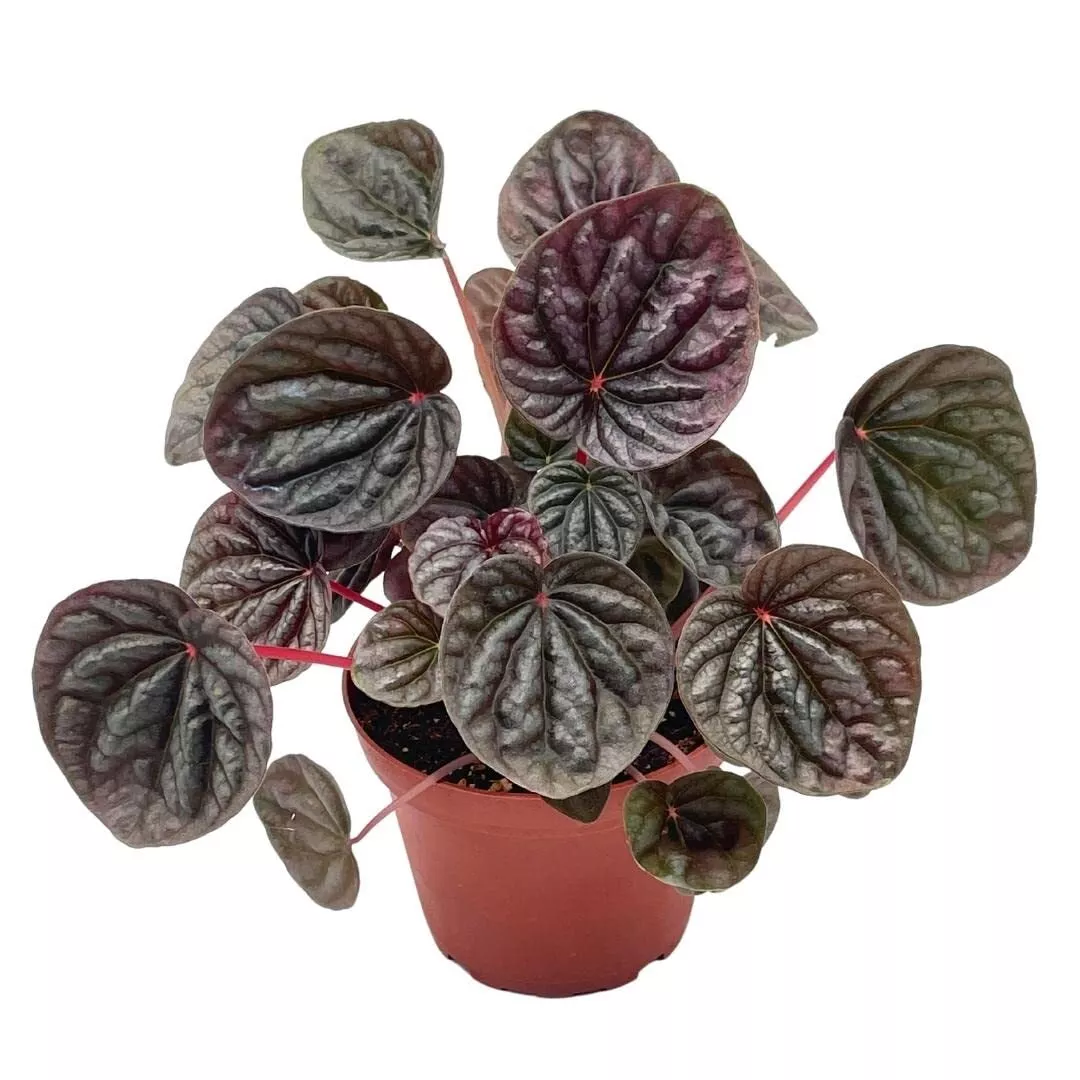 Red Emerald Ripple Peperomia Emerald Ripple Pepper Red Platinum Ivy-Leaf Pepe - £25.90 GBP