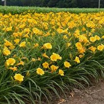 3 Stella De Oro Daylily Hemerocallis Golden Yellow Daylily Cold Hardy Ba... - $17.40