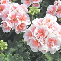 10 Seeds Pink White Geranium Quick Sprout Heirloom Seeds Garden Beauty Swift - $8.35