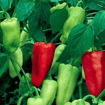 Best 25 of Sweet Pepperoncini Pepper Seeds (NON-GMO) Heirloom Fresh Garden - £3.39 GBP