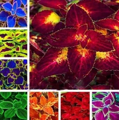 Fresh Heirloom Coleus 50 Pure Seeds Beautiful Mix Color Flower Plant Garden - $10.98