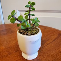 Succulent in Face Planter, Elephant Bush Live Plant in White Ceramic Pot 2.5" W image 4