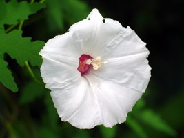 Alamo Vine, Merremia Dissecta Noyau Morning Glory Ipomoea flower seed 50 seeds - £10.26 GBP