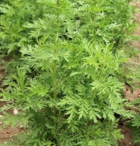 1000 Sweet Wormwood Artemisia Annua Sweet Annie Mugwort Sagewort Fragran... - £7.06 GBP