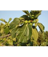 Fresh 40 Fig Tree Seeds - $170.23 MXN
