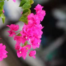 3 La Jolla Bougainvillea Live Plants Thriving in 2.5” Nursery Cubes - $44.99