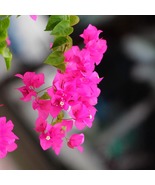 3 La Jolla Bougainvillea Live Plants Thriving in 2.5” Nursery Cubes - $44.99