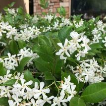 Rooted Starter Plant Confederate Star Jasmine Extremely Fragrant Vine - £26.37 GBP