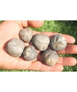 6pcs Sea Urchin Fossil Rare Toxaster peroni Fossil from Cretaceous Perio... - €18,57 EUR