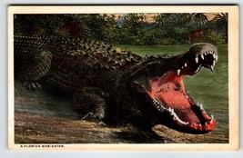 Alligator Florida Postcard Linen Unposted Man Eater Gator Swamp White Border - £10.25 GBP