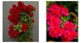 DOUBLE RED Bougainvillea Small Well Rooted Starter Plant - £40.06 GBP