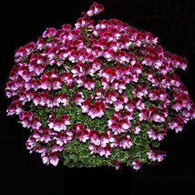 Geranium &#39;Colorful Butterfly&#39; Blackish Red White Flowers Seeds - £5.40 GBP
