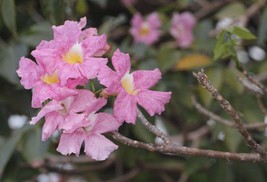 Pink poui - Rosy trumpet tree - Tabebuia rosea - 5+ Seeds - W 143 - £1.59 GBP