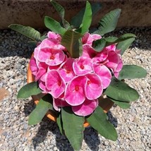 15+ Seeds Crown Of Thorns Rosy Cheeks  House Plant-  Garden- Flowers - £4.19 GBP