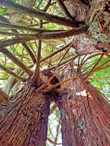 AllenbyArt Intertwined Redwoods, Scenery of Northern Hardwood Forest, Wall Decor - $35.00+