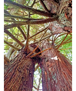 AllenbyArt Intertwined Redwoods, Scenery of Northern Hardwood Forest, Wa... - £27.89 GBP+