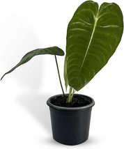 Anthurium Veitchii Type by LEAL PLANTS ECUADOR |Elephant Ear Plant|Exoti... - £54.91 GBP