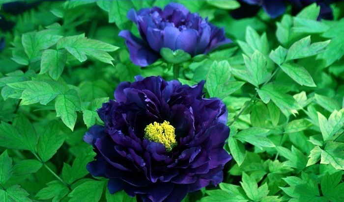 1 Professional Pack, Dark Blue Tree Peony Flower Seeds Rere Plants, 5 Seeds