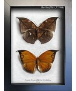 Coenophlebia Anaea Archidona Dead Leaf Mimic Butterflies Entomology Shad... - $161.97 CAD