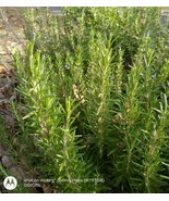 Rosemary Cutting, Rosemary Herb, Live Starter Plant, Live Herbs, FREE SH... - $18.99 CAD